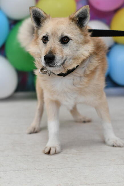 Nieśmiały Urwis potrzebuje nowego domku!