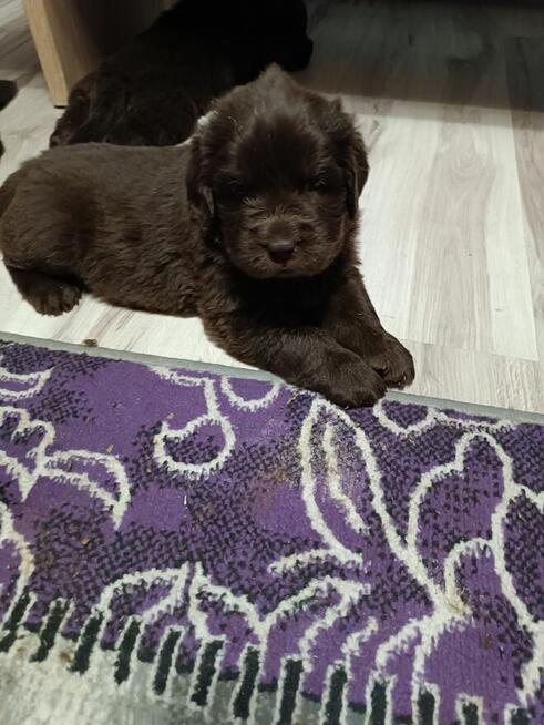 Nowofundland FCI ZKwP brązowe szczenięta