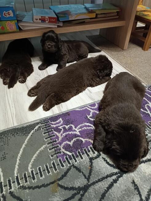 Nowofundland FCI ZKwP brązowe szczenięta