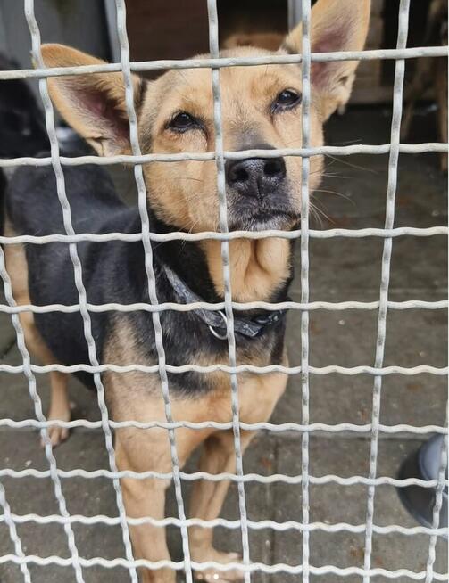 SONIA czeka na dom zbyt długo