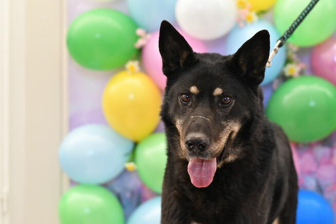 Toudi po śmierci opiekuna pilnie szuka nowego domku!