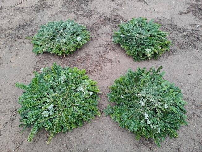 podkłady pod wieńce pogrzebowe z żywej jodły