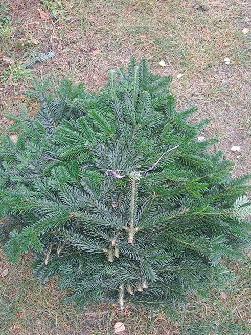 podkłady pod wieńce pogrzebowe z żywej jodły