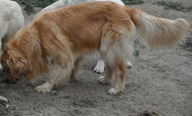 Golden retriever reproduktor/ krycie