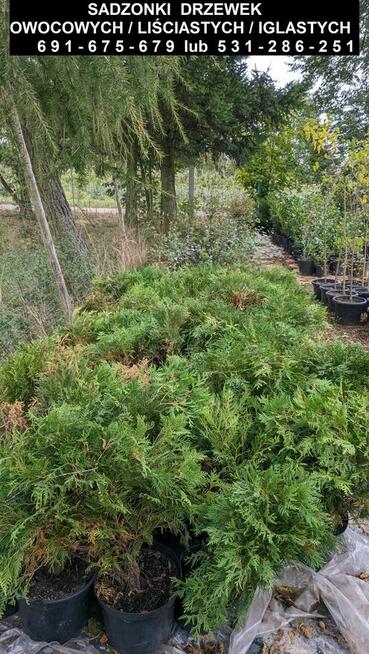 Sadzonki drzewek owocowych/liściastych/iglastych oraz krzewów