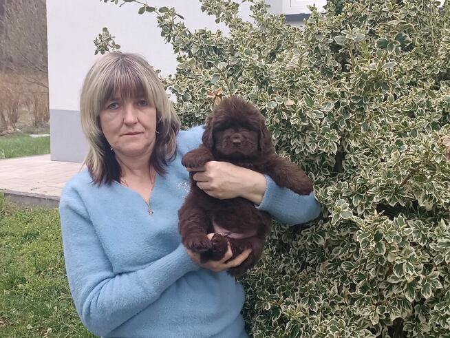 Nowofundland FCI ZKwP brązowe szczenięta