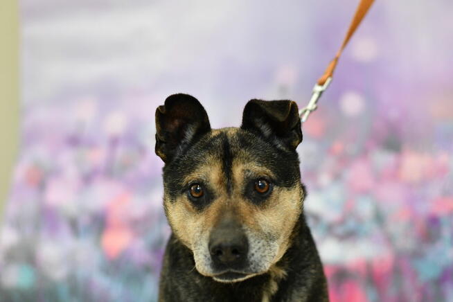 Radosny Timon szuka aktywnego domku!