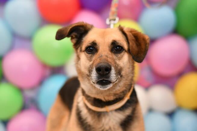 Zabawowa Sitka szuka aktywnego domku!