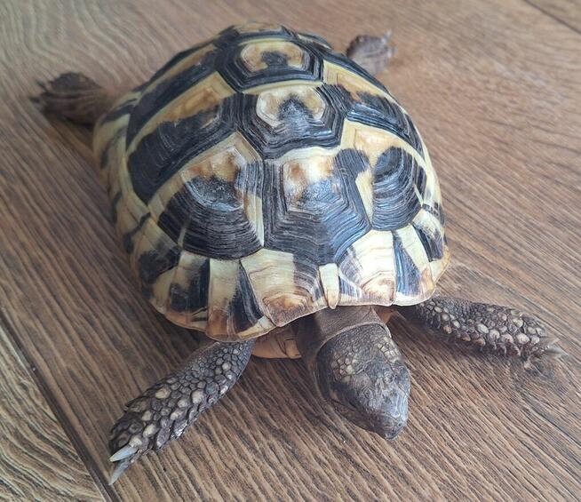 Sprzedam żołwia greckiego 4 letni paszport