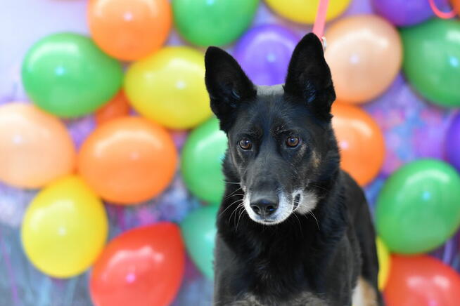 Radosny Aston szuka dobrego domku!