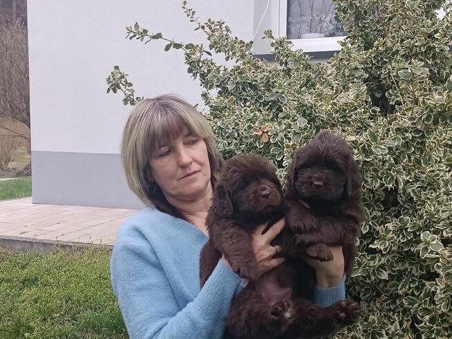 Nowofundland FCI ZKwP brązowe szczenięta