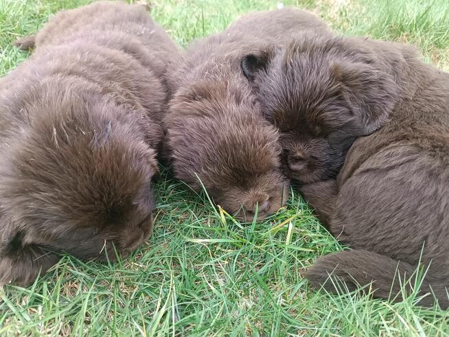 Nowofundland FCI ZKwP brązowe szczenięta