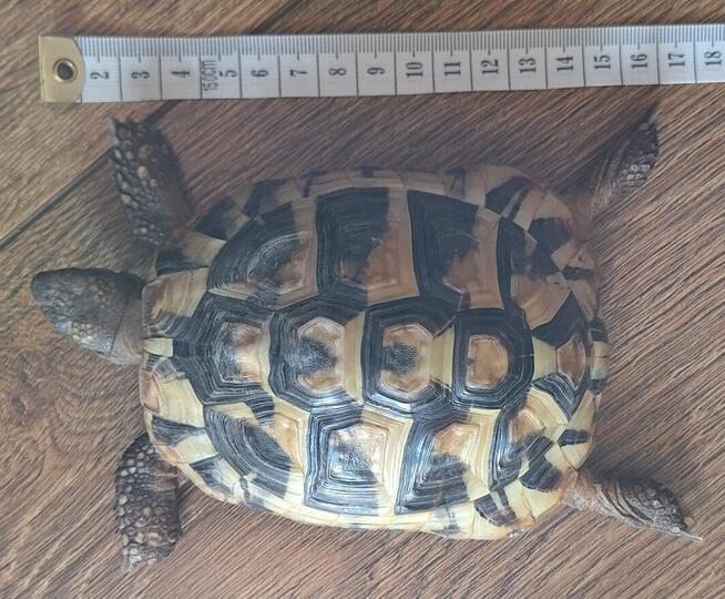 Sprzedam żołwia greckiego 4 letni paszport