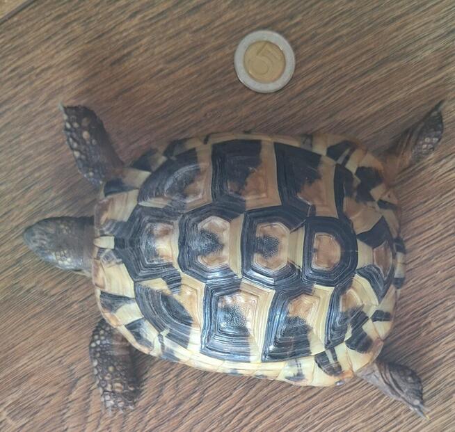 Sprzedam żołwia greckiego 4 letni paszport