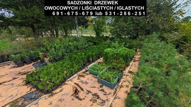Sadzonki drzewek owocowych/liściastych/iglastych oraz krzewów