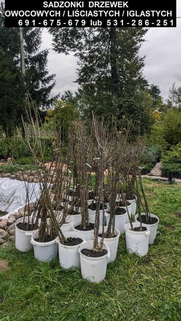 Sadzonki drzewek owocowych/liściastych/iglastych oraz krzewów
