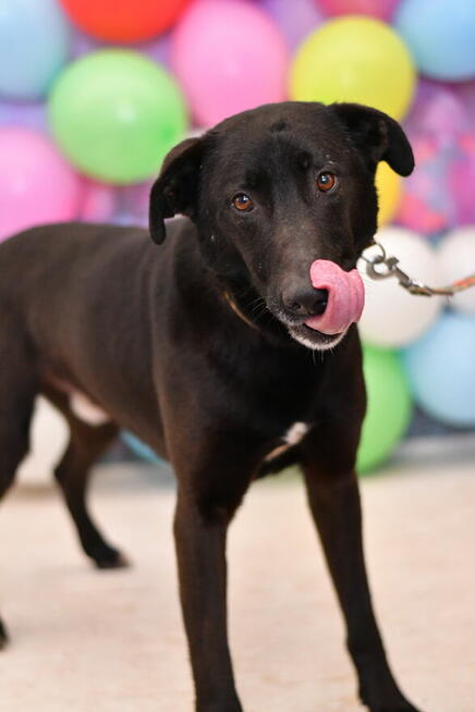 Samotny Hammer potrzebuje nowego domku!