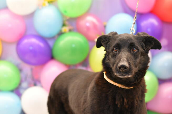 Radosna Samba szuka aktywnego domku!