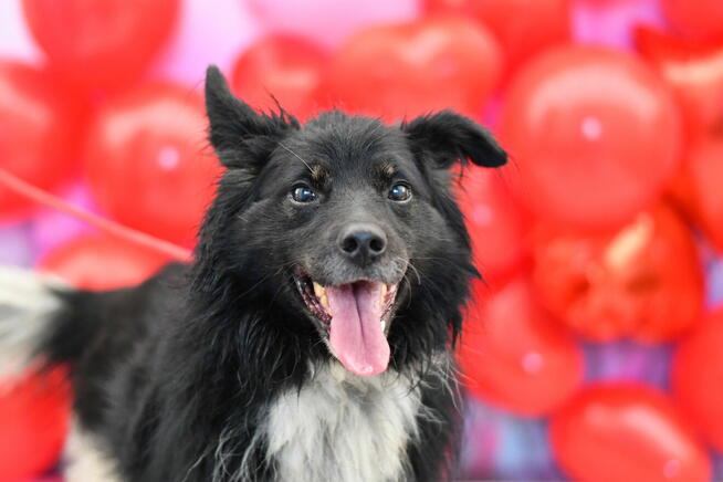 Zjawiskowy Ringo szuka aktywnego domku!