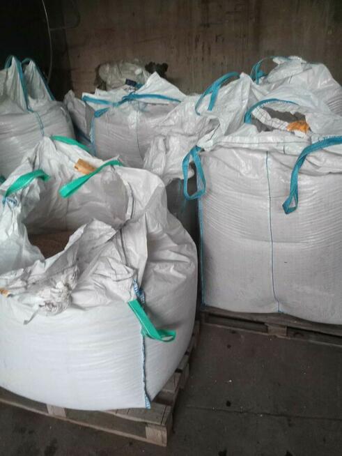 łubin słodki wąskolistny