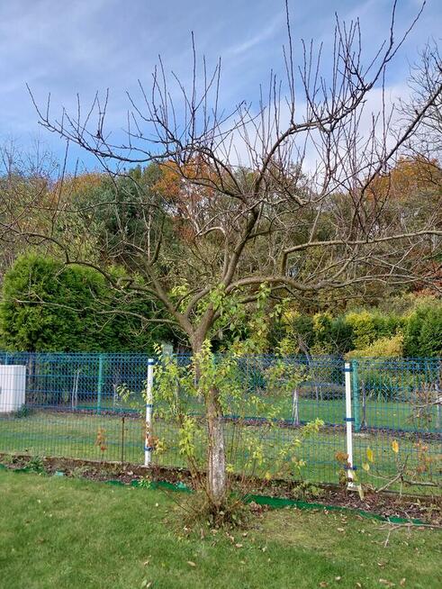 Sprzedam ogródek działkowy, działka ROD