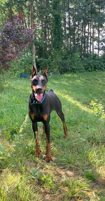 Sprzedam suke rasy doberman