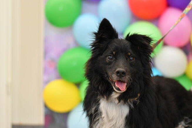 Zjawiskowy Ringo szuka aktywnego domku!