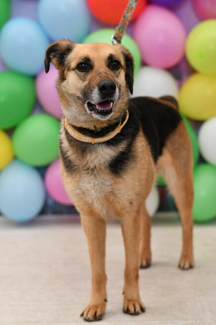 Zabawowa Sitka szuka aktywnego domku!