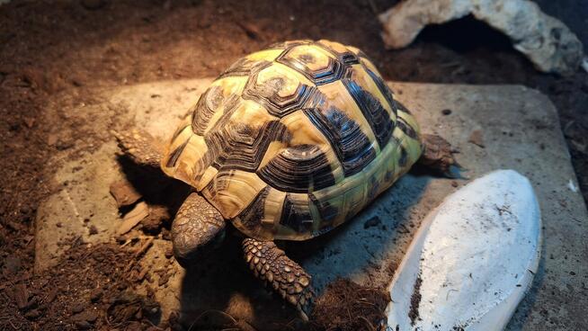 Sprzedam żołwia greckiego 4 letni paszport