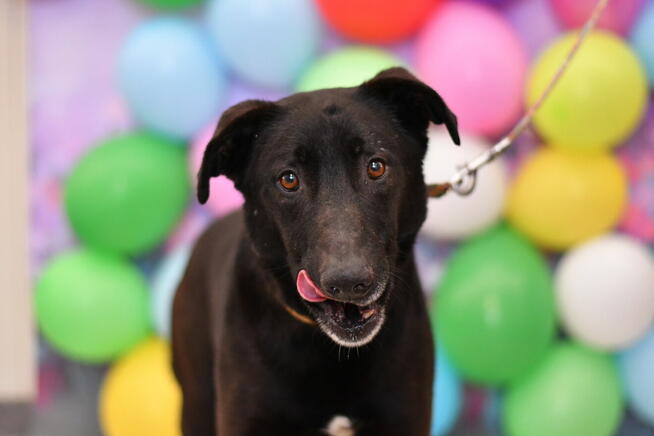 Samotny Hammer potrzebuje nowego domku!