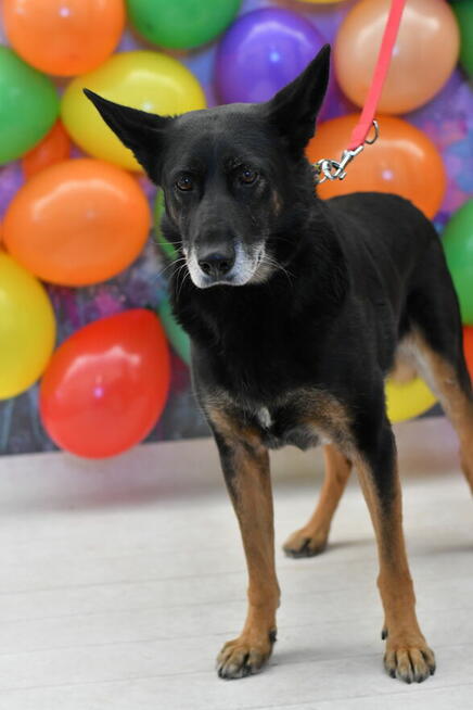 Radosny Aston szuka dobrego domku!