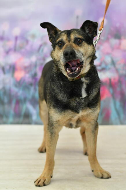 Radosny Timon szuka aktywnego domku!