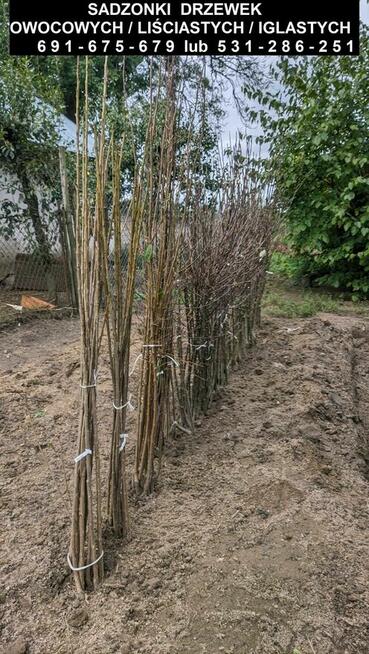 Sadzonki drzewek owocowych/liściastych/iglastych oraz krzewów