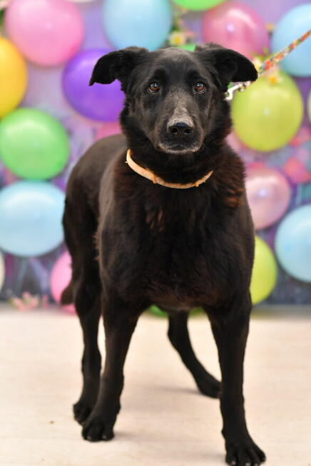 Radosna Samba szuka aktywnego domku!