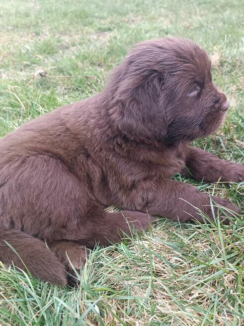 Nowofundland FCI ZKwP brązowe szczenięta