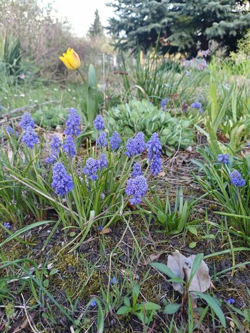sprzedam ogródek działkowy