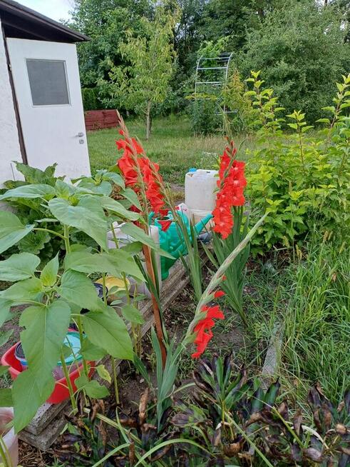 sprzedam ogródek działkowy