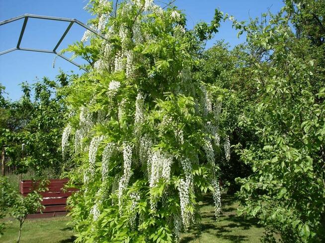 sprzedam ogródek działkowy