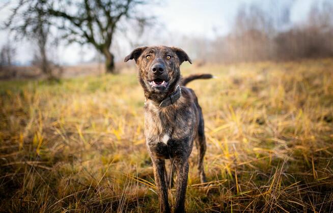 Blum - młody, wesoły, pełen energii i życia!