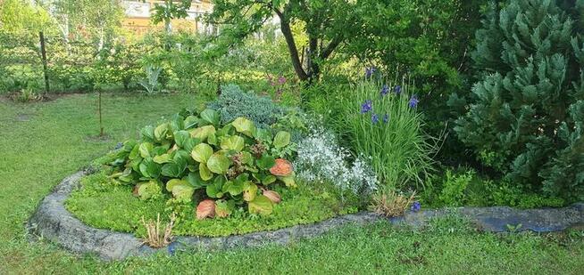 Działka ROD z potencjałem