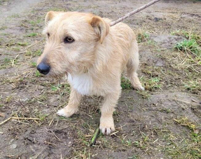 Mały, delikatny KREMUŚ szuka domu !! Do adopcji !!
