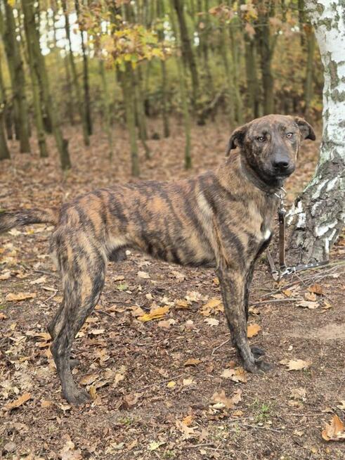 Blum - młody, wesoły, pełen energii i życia!