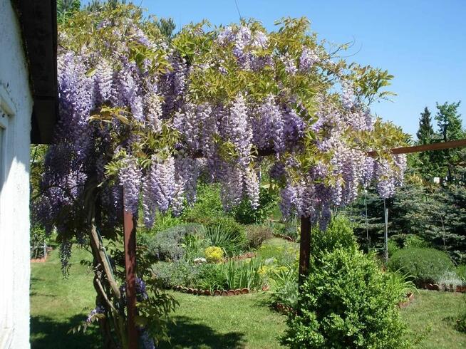 sprzedam ogródek działkowy