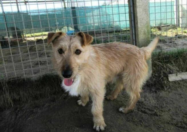 Mały, delikatny KREMUŚ szuka domu !! Do adopcji !!