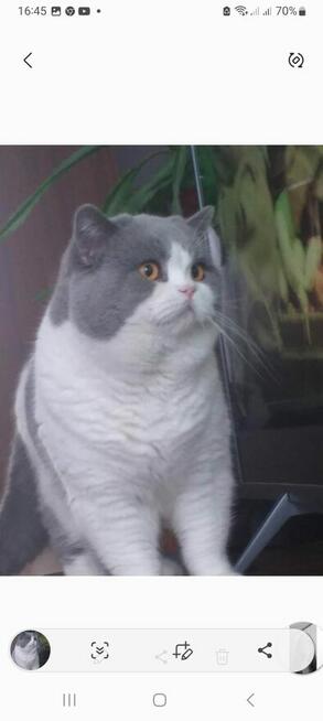 Kot Brytyjski Krótkowlosy reproduktor