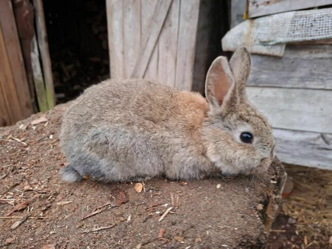 Sprzedam młode króliki mieszańce młodzież