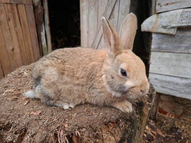 Sprzedam młode króliki mieszańce młodzież