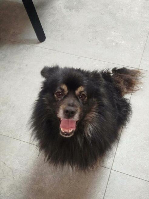 Uśmiechnięty oddany aniołek szuka kochającego domu