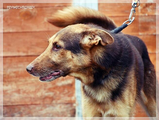 Forest – wystarczyła mu namiastka życia, żeby się zmienił