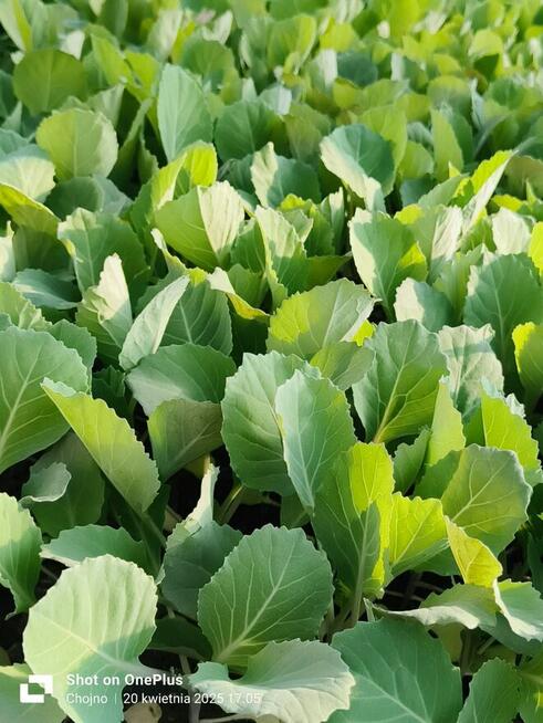 Sadzonki warzyw kapusta kalafior seler por pomidor ogórek